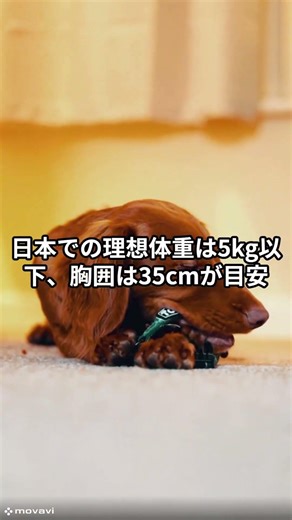 【実は知らない】『犬の雑学』「ミニチュアダックスフンド」