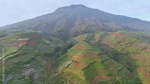 Aerial view of largest tobacco plantation on the hillside of mountain. Tobacco plantation center in Central Java, Indonesia. Mount Sumbing.