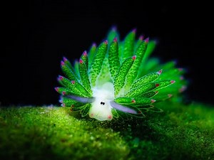 Sea Sheep? This Cute Sea Slug Eats A Lot Algae It Can Photosynthesize