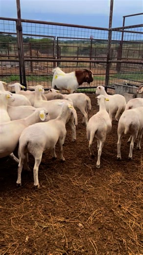 Those of you who are looking for a REALLY NICE set of dorper ewe lambs, we got them. They will sell right after the Nanny Replacement Sale. | Hamilton Livestock Commission