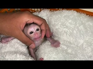 NEWBORN BABY MONKEY MOVES OUT OF BOX