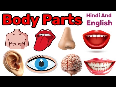 body parts name in Hindi and English with pictures | Human Body parts name | #bodypartsname
