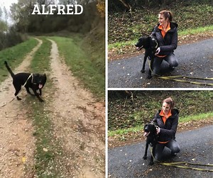 Alfred, le rayon de soleil sur pattes ! ☀️🐶 Toujours prêt pour l’aventure, Alfred déborde d’énergie et de bonne humeur. Ce magnifique berger hollandais au cœur grand comme ça rêve d’une famille aussi dynamique que lui — des humains qui aiment bouger, courir, apprendre et rire autant que lui ! Intelligent et curieux, Alfred adore relever des défis : un parcours d’agilité, un jeu de pistage ou une séance d’éducation positive et hop, son cerveau est aux anges (et sa queue aussi, elle n’arrête plus