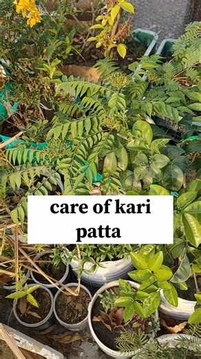 Curry Leaf Plant: Grow Like a PRO & NEVER Buy Again! (2026 Update)