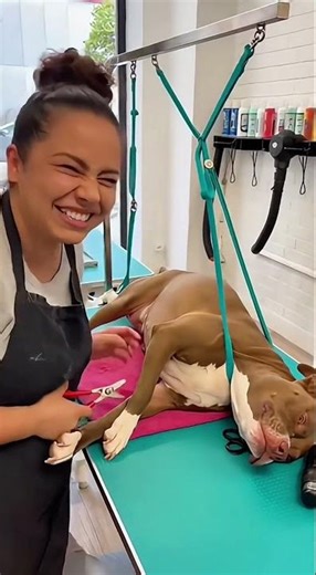 Even soap operas don't have this much drama as this dog. #PitbullLove #DramaticDogs #DogHumor