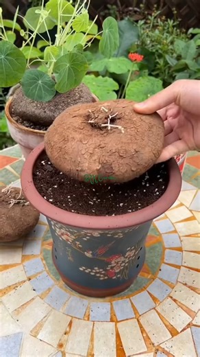 99K views · 1K reactions | With just a small corner, Stephania Cephalantha can turn your home into a fresh, green oasis | SRK | Facebook