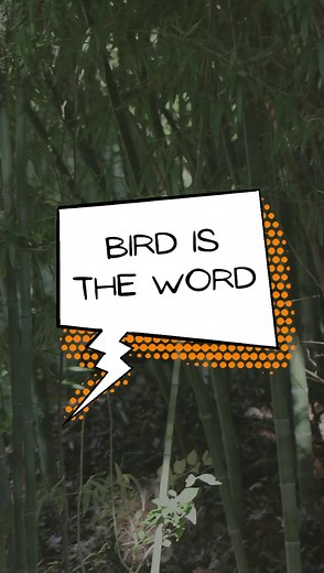 1.9K views · 115 reactions | The Australian brush turkey is a unique...