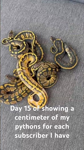 Day 15 of showing a centimeter of my pythons for each subscriber I have