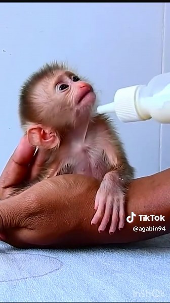 Adorable Baby Monkey's Smart Tricks