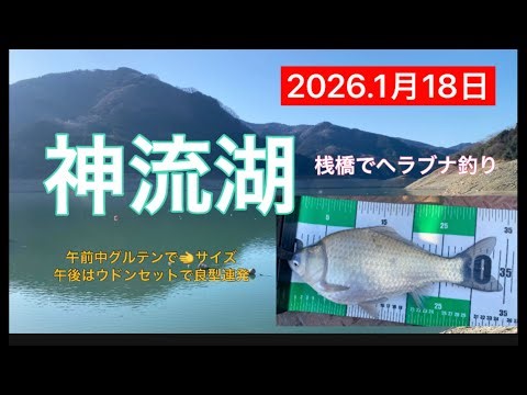 2026.1月18日.神流湖桟橋ヘラブナ釣り！ #釣り #へらぶな釣り #サンライン #神流湖