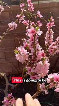 Learn all about peach and nectarine fruit trees.