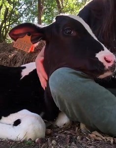 50K views · 3.2K reactions | May all non-human animals live in...