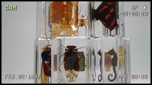 Watch HD insect specimens video on Amazon Live