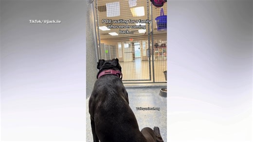 Pit bull sat waiting for family that abandoned him at shelter breaks hearts