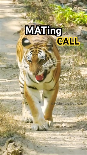 Tiger Mating Call | Kanha National Park| Spine Chilling Jungle Sound #shorts #shortsfeed #short