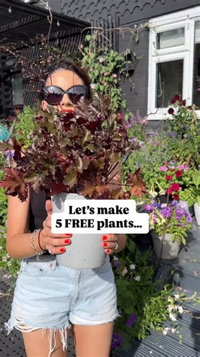 The easiest FREE plant… These are not only the easiest plants to propagate but they are the such a good plant to give you interest all year! Heuchera come in every colour you could imagine my favourites are plum and lime green! Every year I divide mine and then plant the stems in any gaps I have around the garden! They work especially well for shady spots! 👌 Add them to your list for your autumn/winter pot displays! 🌷Comment below if you’d like any of my links sent to you 😘 MEMBERSHIP- Join M
