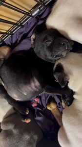 15K views · 334 reactions | SHHHHH! They’re sleeping!  Get your applications in now to be pre approved for future dogs of interest! Starting in two weeks, we’ll be posting a bunch of our cuties who are ready for adoption. Don’t miss out - get pre approved today! OARWNY.ORG | Open Arms Rescue of WNY | Facebook