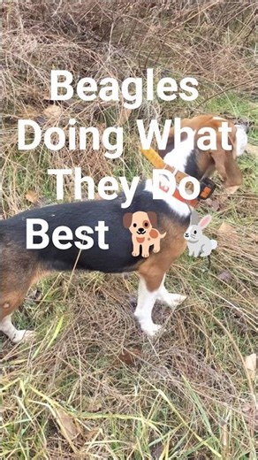 Beagles Doing What They Do Best 🐕🐇 #puppy #howtotrackarabbit #hunting #beagledog