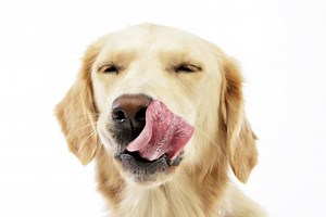 28 Dog Breeds That Lick A Lot - (With Videos)