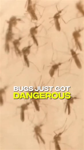 BBG on Instagram: "Mosquitos just got more dangerous #entity #mosquitos #botfly #scary"