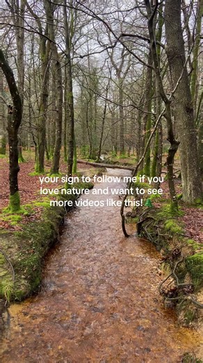 Aiming for 3 posts a day with a Dorset uncovered every other day! #nature #follow #forest #natural #hikers