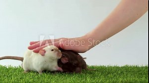 Hands play with domestic dumbo rats on green grass and white background. Black and Siamese white rat. The pets are having fun. Iron the backs and scratch the belly of the animal.
