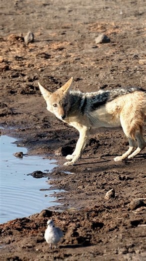 2M views · 14K reactions | Jackals are highly adaptable creatures, able to survive in a variety of environments, from deserts to grasslands. These opportunistic hunters will sometimes venture out during the day, especially when the temperatures are more moderate to drink water and look for food. #jackal #drinkingwater | Madbookings - Travel Experts in Africa & Asia | Facebook