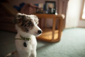 Vet-Approved Home Remedies for Dog Constipation