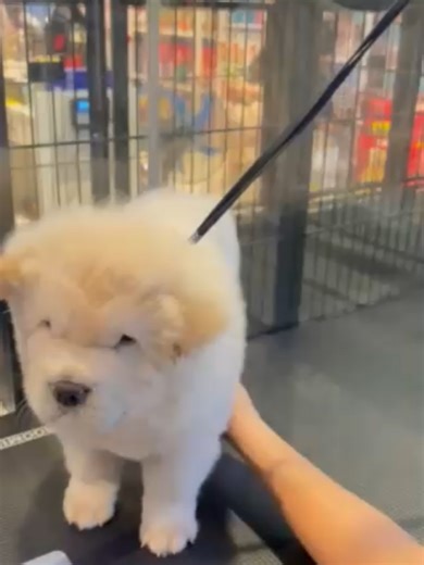 From soothing baths to careful trims, our grooming service keeps your fur baby looking neat and feeling comfortable. Healthy grooming routines help prevent matting and keep their coat shiny and soft. Fresh looks, happy pets. 💛 Book your pet’s grooming session with The Golden Fur today! 🐶🐱 ------- 📅 Visit us and experience the best pet care in town! 💬 Have you tried our services? Leave a review and let us know! 🕘 Time: 10AM to 9PM 📍Location: Basement 1, Southwoods Mall, Enterprise Ave, Biñ