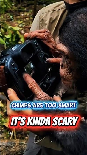CHIMPS ARE TOO SMART… It’s Kinda Scary 😳🐒 #shorts #animalfacts #Chimpanzee #wildlife #facts