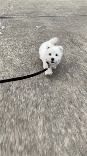 Adorable Puppy's First Walk | #PuppyWeek Fun with Westie Therapy
