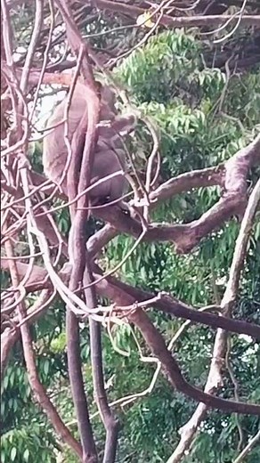 Monkey Daily Life | Cute Monkeys Eating Bananas 🍌🐒