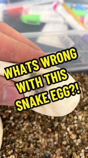 Snake Egg Window: Watch a Baby Ball Python Develop!