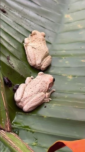 Invasive species Cuban Tree frogs and what to do. #garden #landscaping