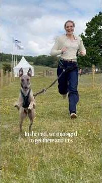 A festival for DOGS
