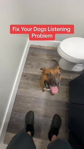 Get Your Dog To Listen Better! #puppytraining #puppytrainingtips #puppytrainer #puppyobedience #puppytraining101 #puppyschool #puppylove #puppiesofinstagram #puppylife #trainyourpuppy #puppybiting #puppyleashtraining #puppysocialization #puppyjumping #positivedogtraining #forcefreedogtraining #rewardbasedtraining #puppydevelopment #housebreaking #pottytrainingpuppy #BestBuddyDogTrainer #InHomePuppyTraining #MarylandPuppyTraining #puppytrainingprogram #puppytrainingjourney #puppytrainingvideo | B