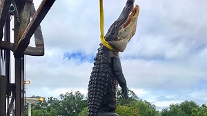 12-foot gator caught on first day of alligator hunting season by Pensacola charter