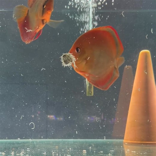 San Merah blue #discushq #discushqaustralia #livingdiscusfish #livingdiscus #livingdiscusgroupperth #discusaustralia #discusperth #discusfish #perthaquarium #discus | Discus HQ Australia formerly Living Discus Fish | Facebook