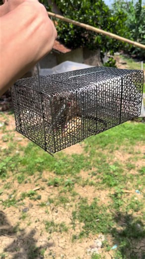 Rekomendasi Alat Perangkap Tikus Anti Gagal