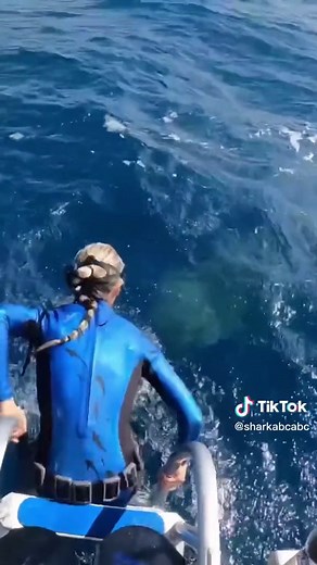 The woman wanted to dive in the sea while unexpected thing happened.😱#tigershark #shark#sharks#sharke#shark?#sea#ocean#fish#marinelife#foryoupage#fyp#foryou#tiktok