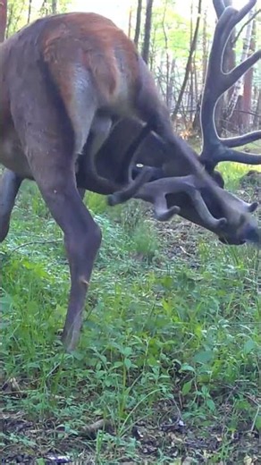 The deer found use for its antlers
