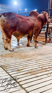 206K views · 2.1K reactions | #cow #bull #cattle #ranch #farming | Biggest Bulls Photography | Facebook