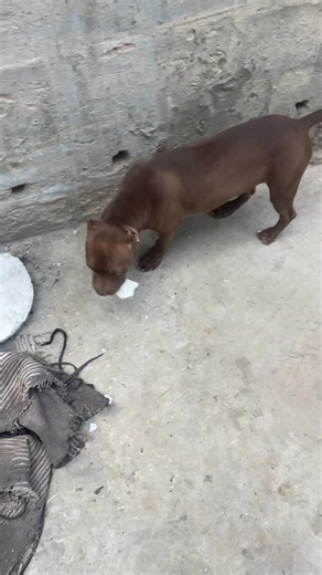 Vidéos de Keycha l’international (KM ✪ (@keychalinternational) avec Yaayeeeee yayaaaaaah - 𝑩𝒂𝒔𝒕