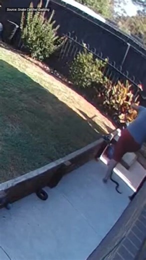 Snakes wraps itself around woman’s leg