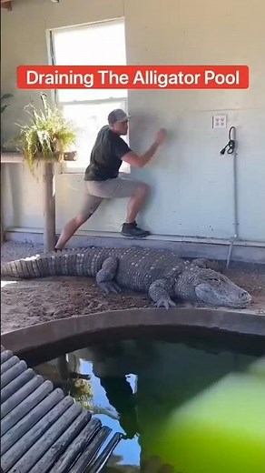 L’Intelligence du Crocodile Rusé 🤯🐊💦