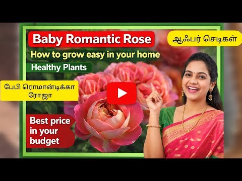 ஆஃபரில் வாங்கிய ரோஜா செடிகளை நீங்கள் உங்கள் வீட்டில் வளர்க்கும் சில வழிமுறைகள்#babyromanticarose