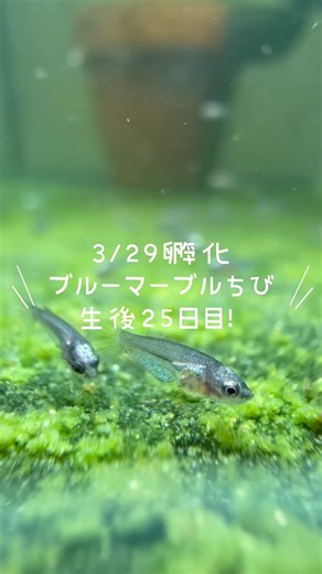 ベタ稚魚🐠発色してきた！#ベタ #ベタ繁殖 #アクアリウム #水槽 #熱帯魚 #aquarium #betta #ベタ水槽 #ベタ飼育 #ベタ稚魚
