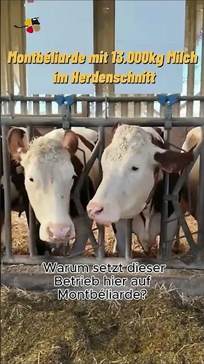 Montbéliarde shows how to successfully combine milk yield and meat value.