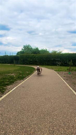 Cute Basset Hound Moments That Will Melt Your Heart