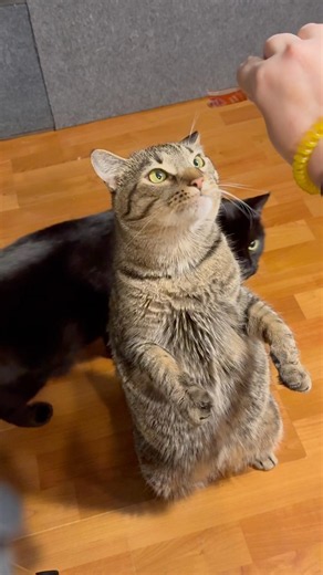 The Cutest Cats on YouTube! 🐾 Funny Short Cat Videos to bring you good vibes #catshorts #catvideos